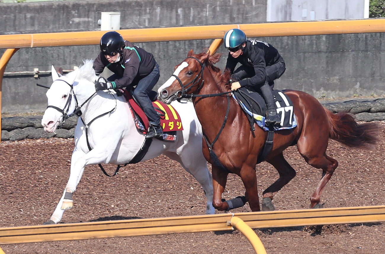Cウッドをユティタム（右）と併せ馬で追い切るソダシ（撮影・白石智彦）