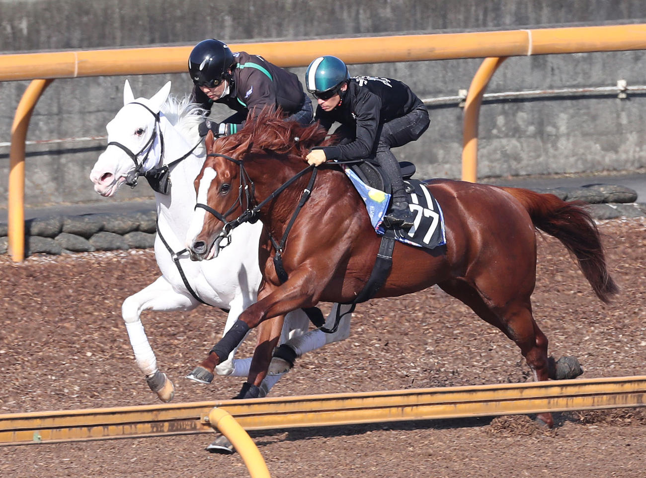 Cウッドでユティタム（右）と併せ馬で追い切るソダシ（撮影・白石智彦）