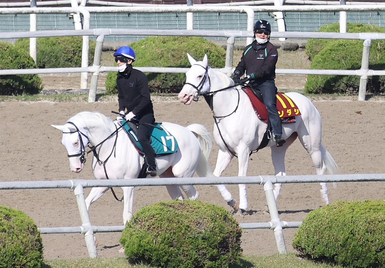 角馬場で運動するカルパ（左）とソダシ（撮影・白石智彦）