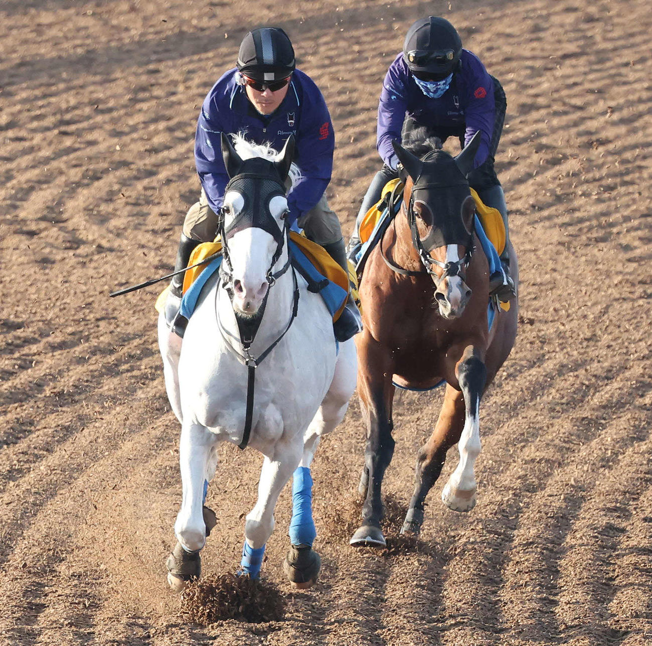 ハヤヤッコ（左）は美浦ウッドでレッドランメルトと併せて追い切られた（撮影・丹羽敏通）