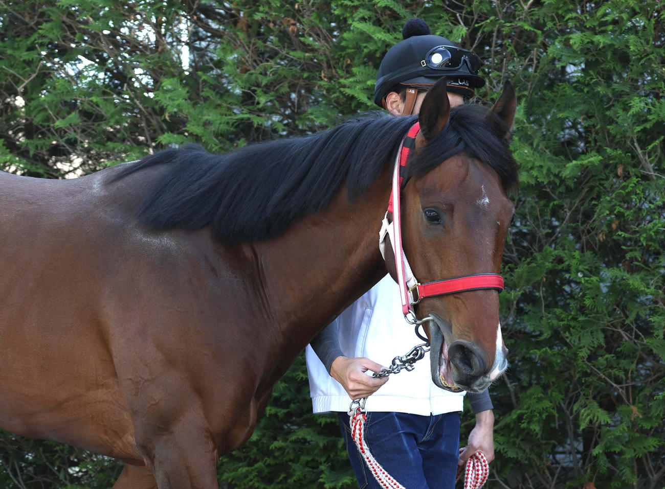 角馬場で運動するナヴォーナ（撮影・白石智彦）