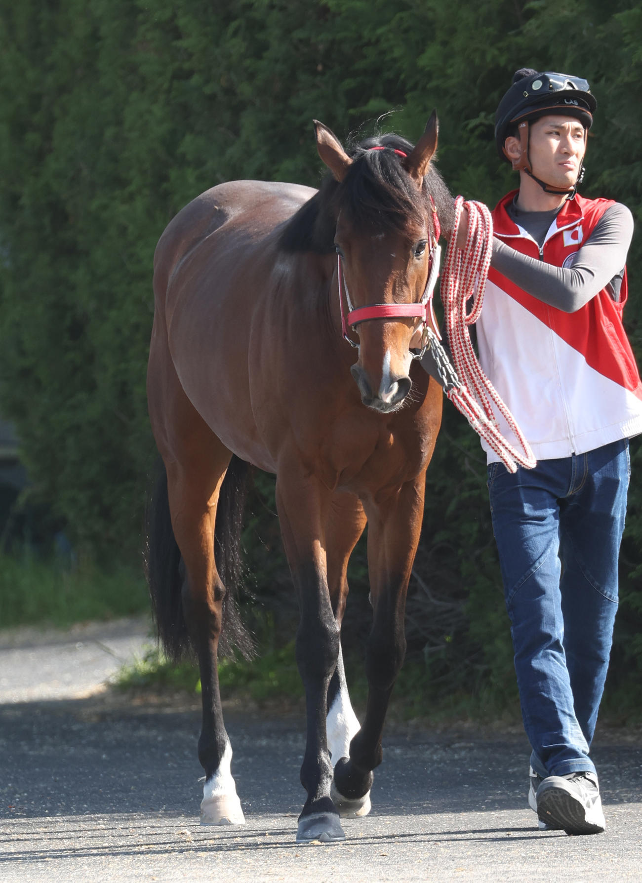 厩舎周りで運動を行うナヴォーナ