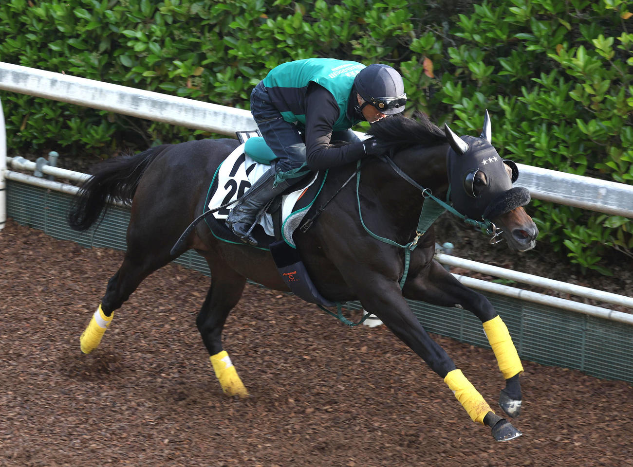 坂路を単走で追い切るセイウンハーデス（撮影・白石智彦）