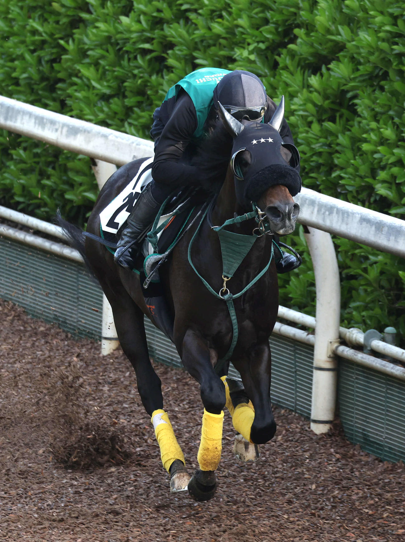 坂路を単走で追い切るセイウンハーデス（撮影・白石智彦）