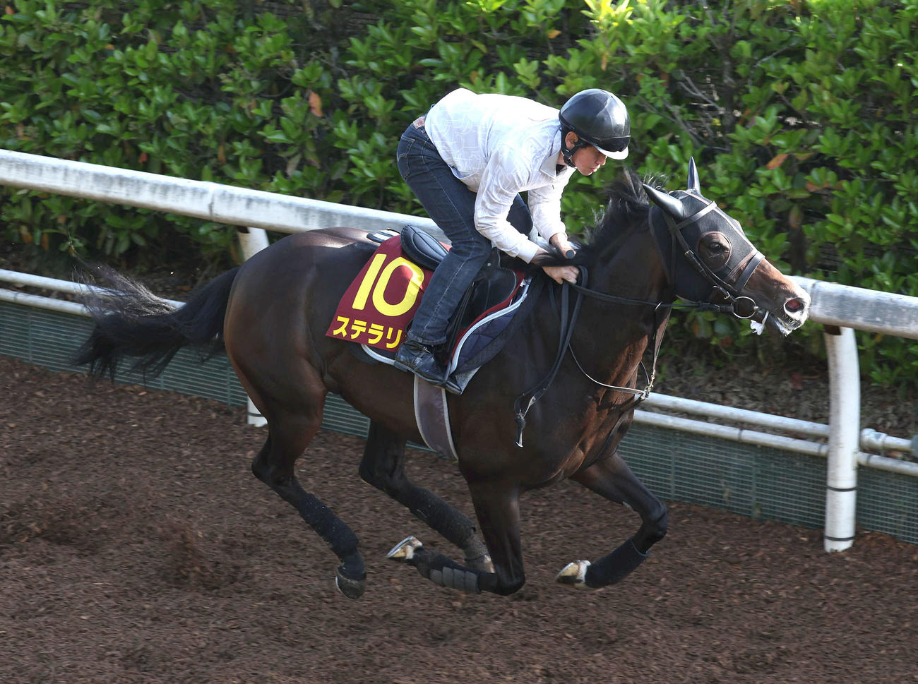 坂路を単走で追い切るステラリア（撮影・白石智彦）