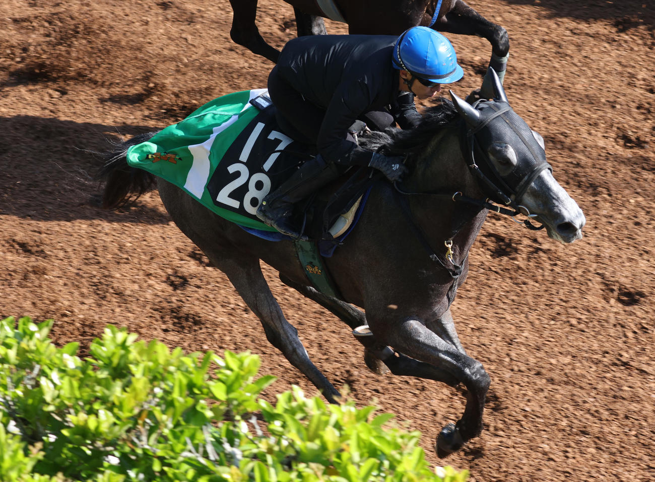 3日、坂路を併せ馬で追い切るマイネルラウレア