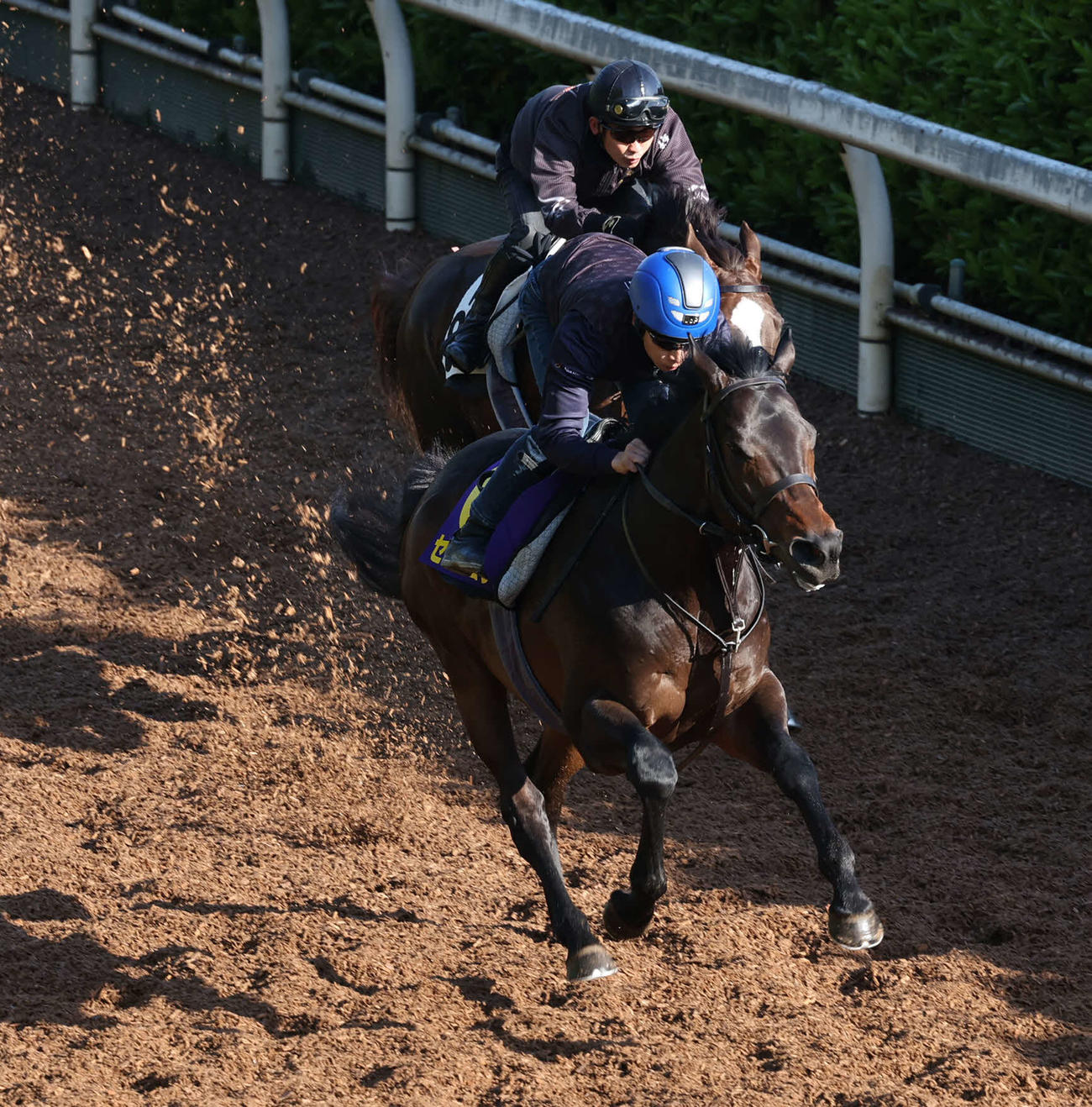 3日、坂路にて併せ馬で追い切るセッション（手前）