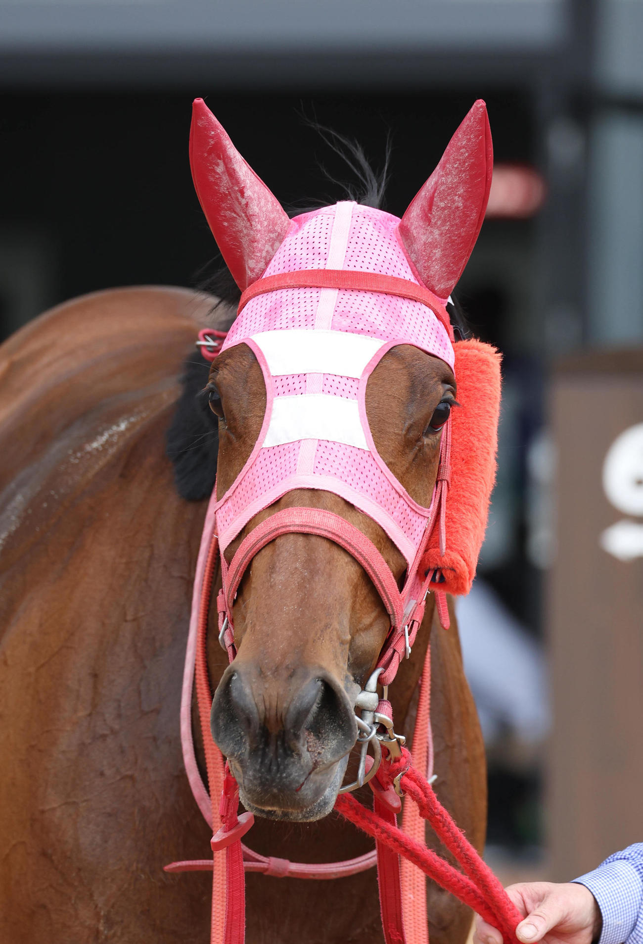 京都1R、3歳未勝利を勝ち上がったスナークメモリー（撮影・白石智彦）
