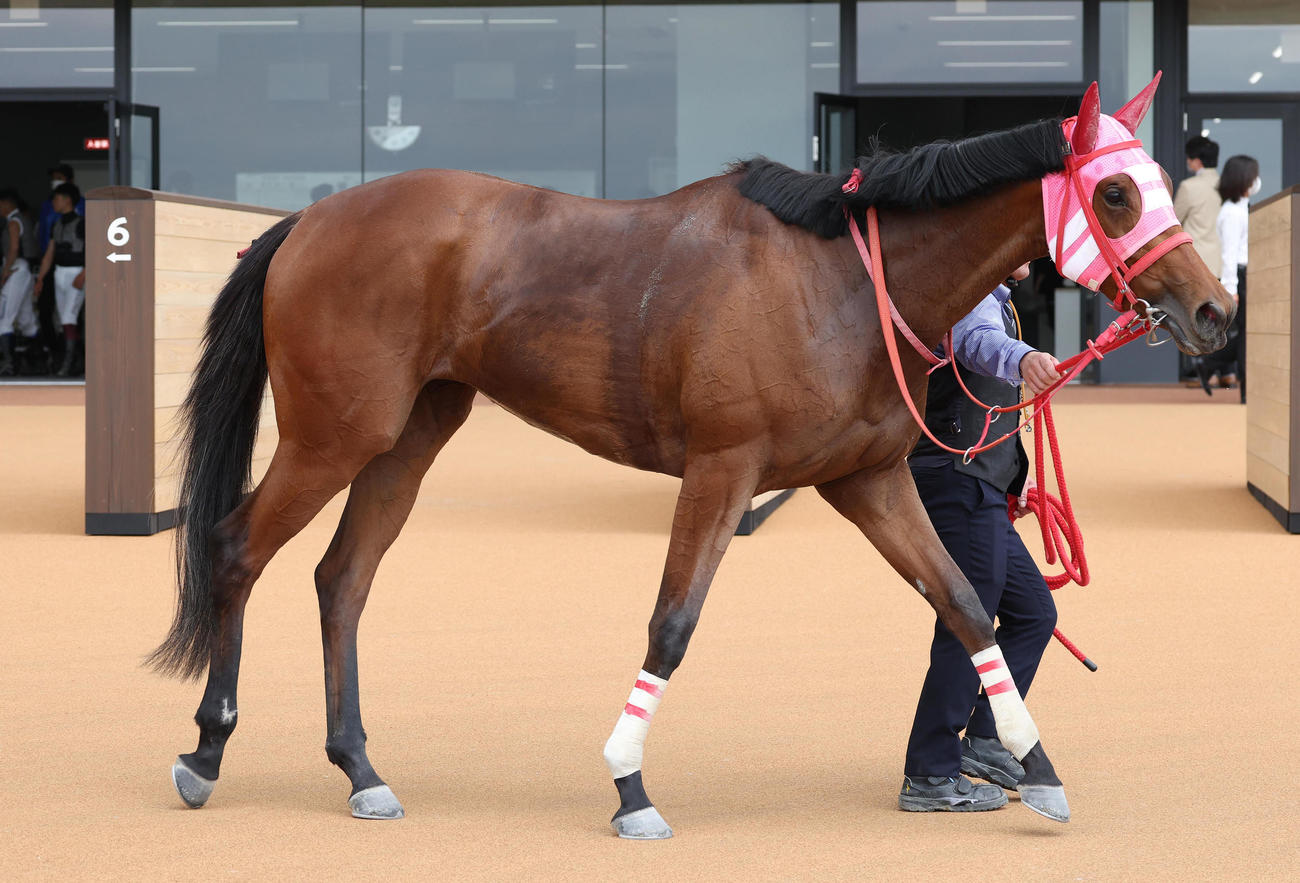 京都1R、3歳未勝利を勝ち上がったスナークメモリー（撮影・白石智彦）