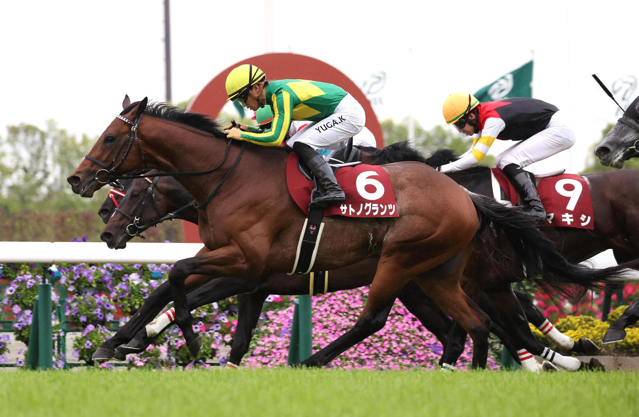 ゴール前の接戦を制して3連勝で京都新聞杯を勝利したサトノグランツ（撮影・白石智彦）