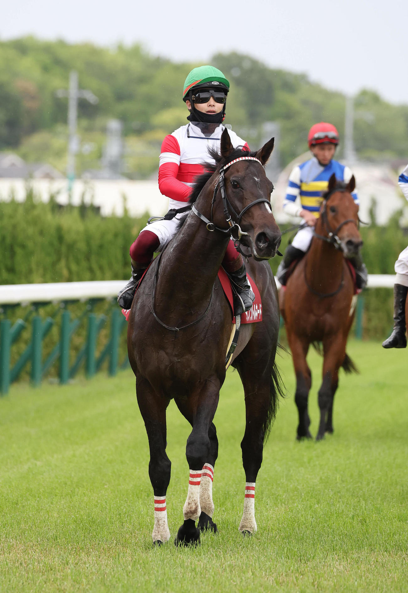 京都新聞杯、2着に敗れたダノントルネード（撮影・白石智彦）