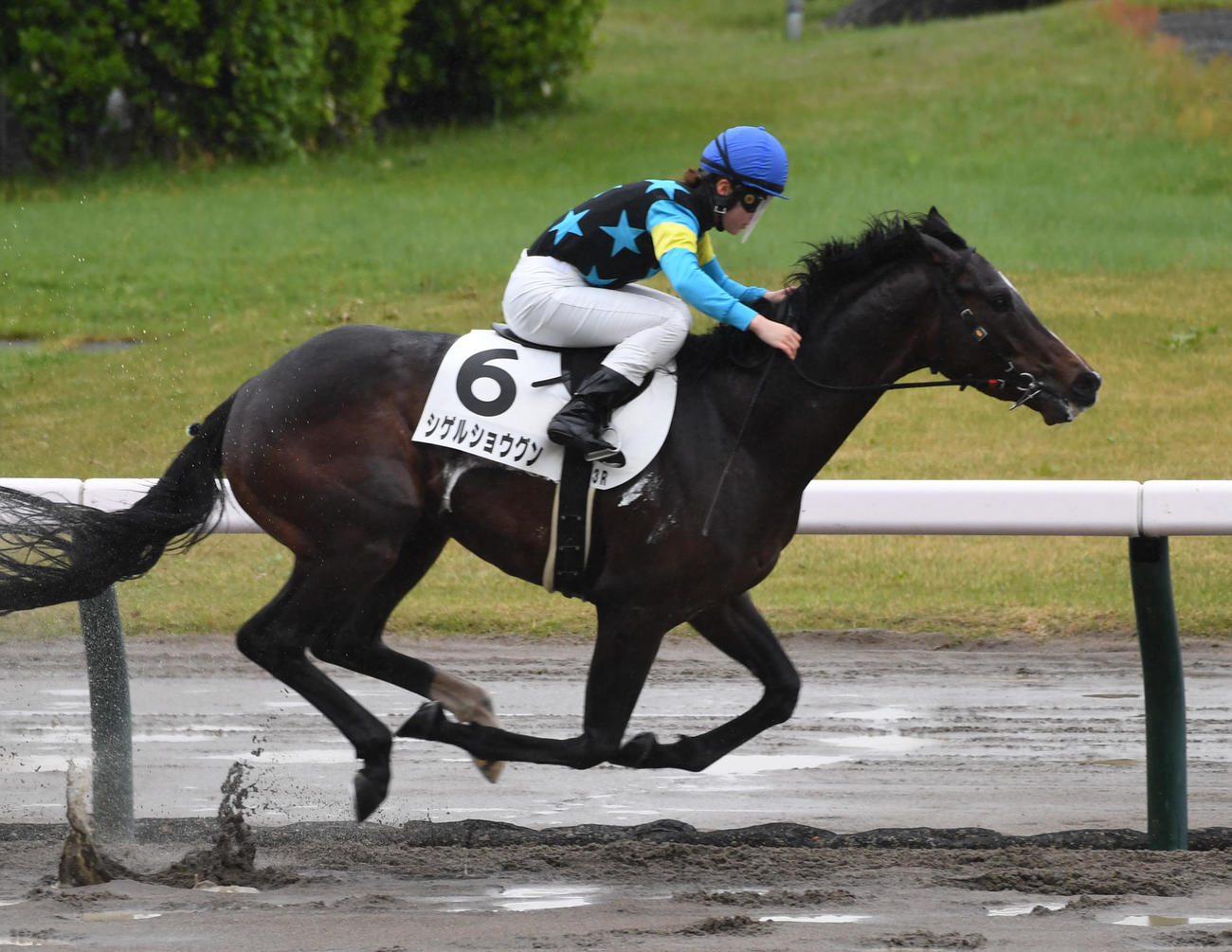 新潟3Rを勝ったシゲルショウグンと永島まなみ騎手（撮影・柴田隆二）