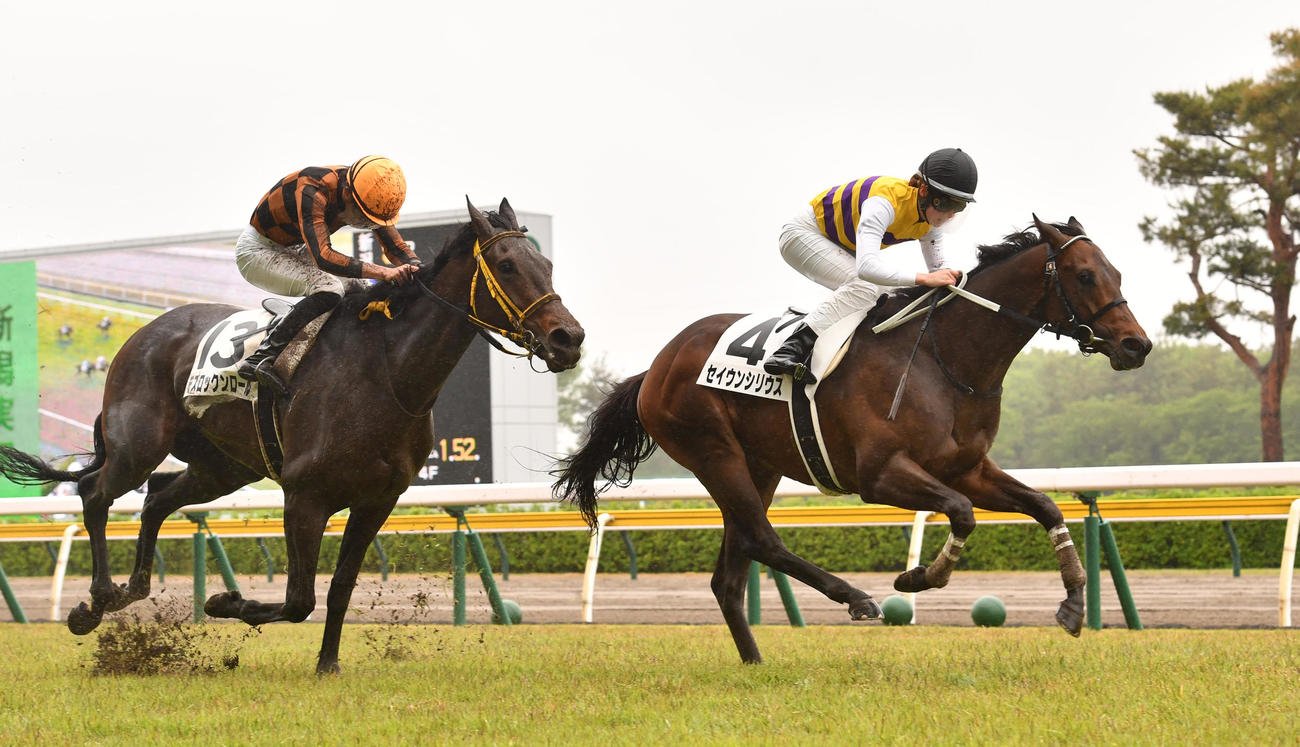 新潟5Rを制したセイウンシリウス（右）（撮影・柴田隆二）