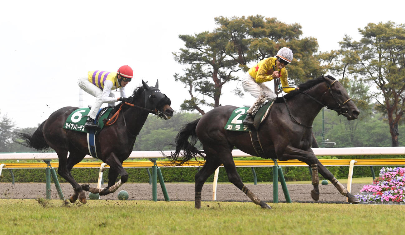 新潟大賞典を制したカラテの菅原明騎手はガッツポーズする、左は2着セイウンハーデス（撮影・柴田隆二）