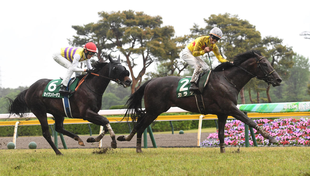 新潟大賞典で2着に終わったセイウンハーデス（左）（撮影・柴田隆二）
