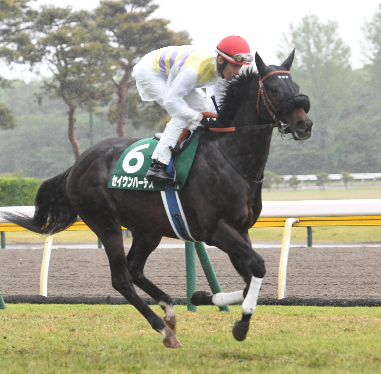 新潟大賞典、2着に敗れたセイウンハーデスと津村明秀騎手（撮影・柴田隆二）
