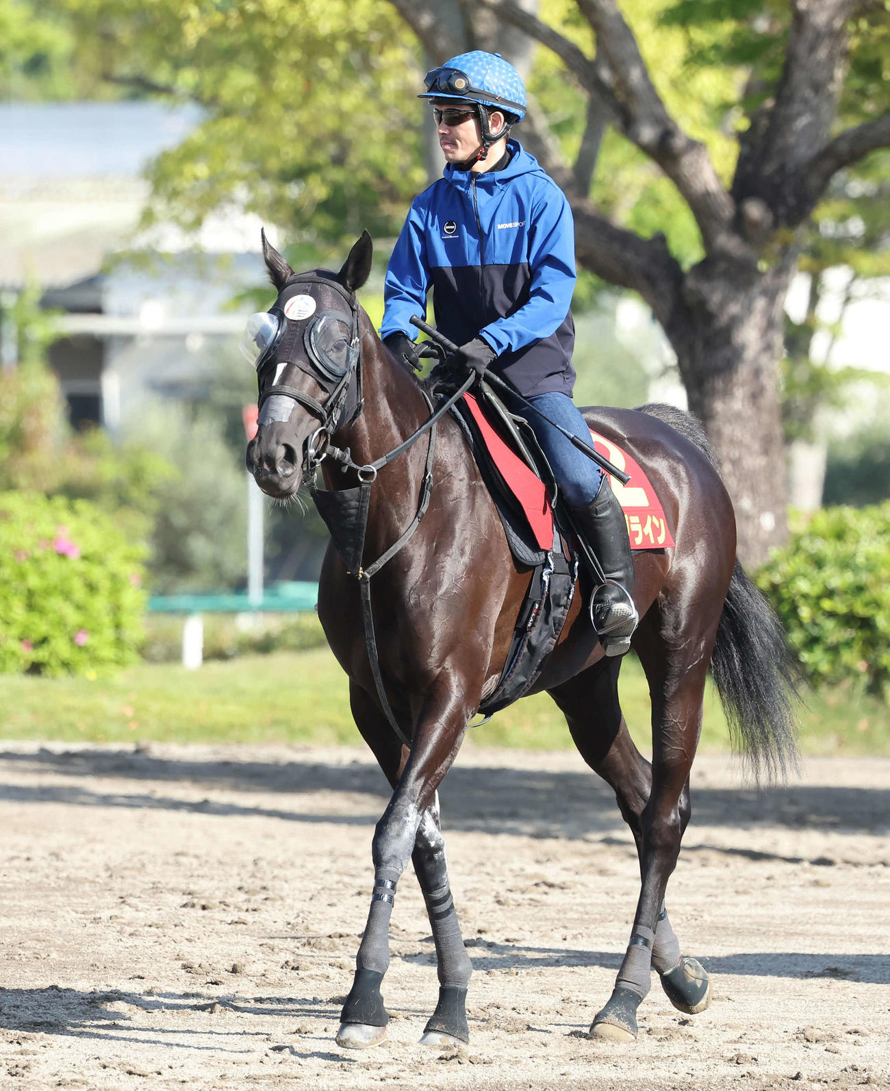戸崎騎手を背に馬場へ向かうソングライン（2023年5月3日撮影）