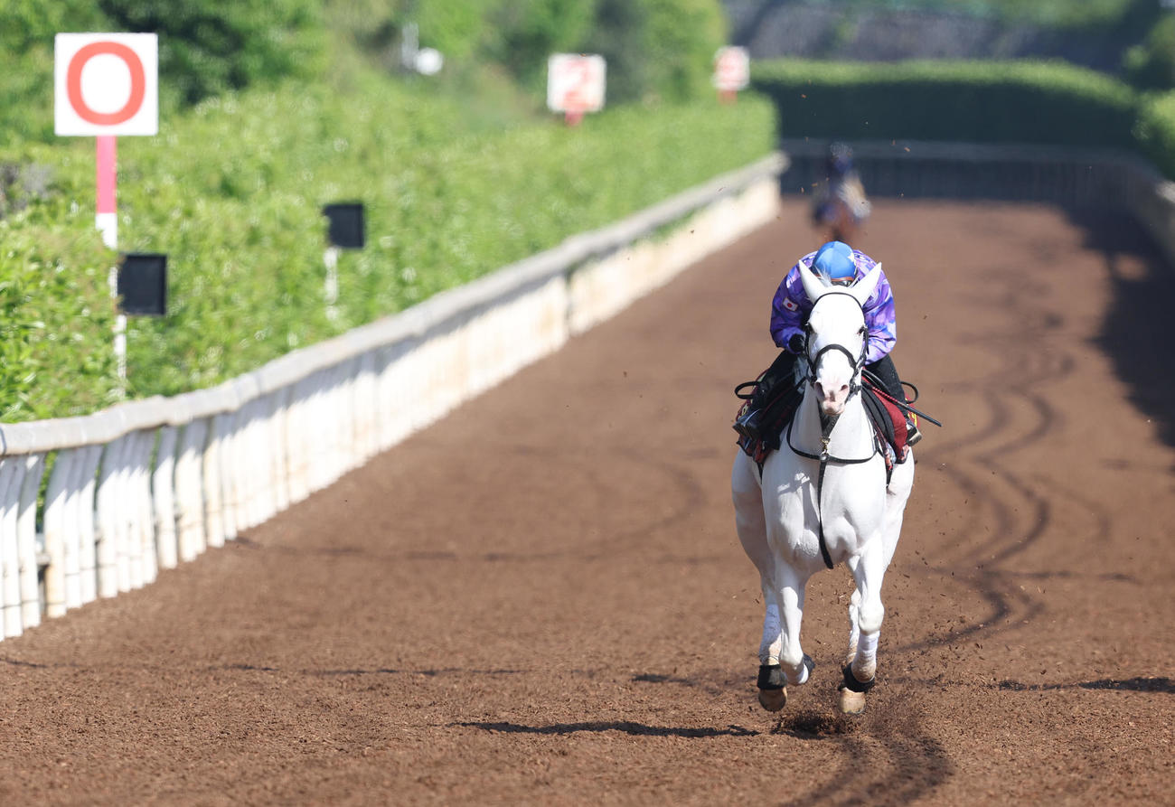 酒井騎手を背に坂路を単走で追い切るソダシ（撮影・白石智彦）