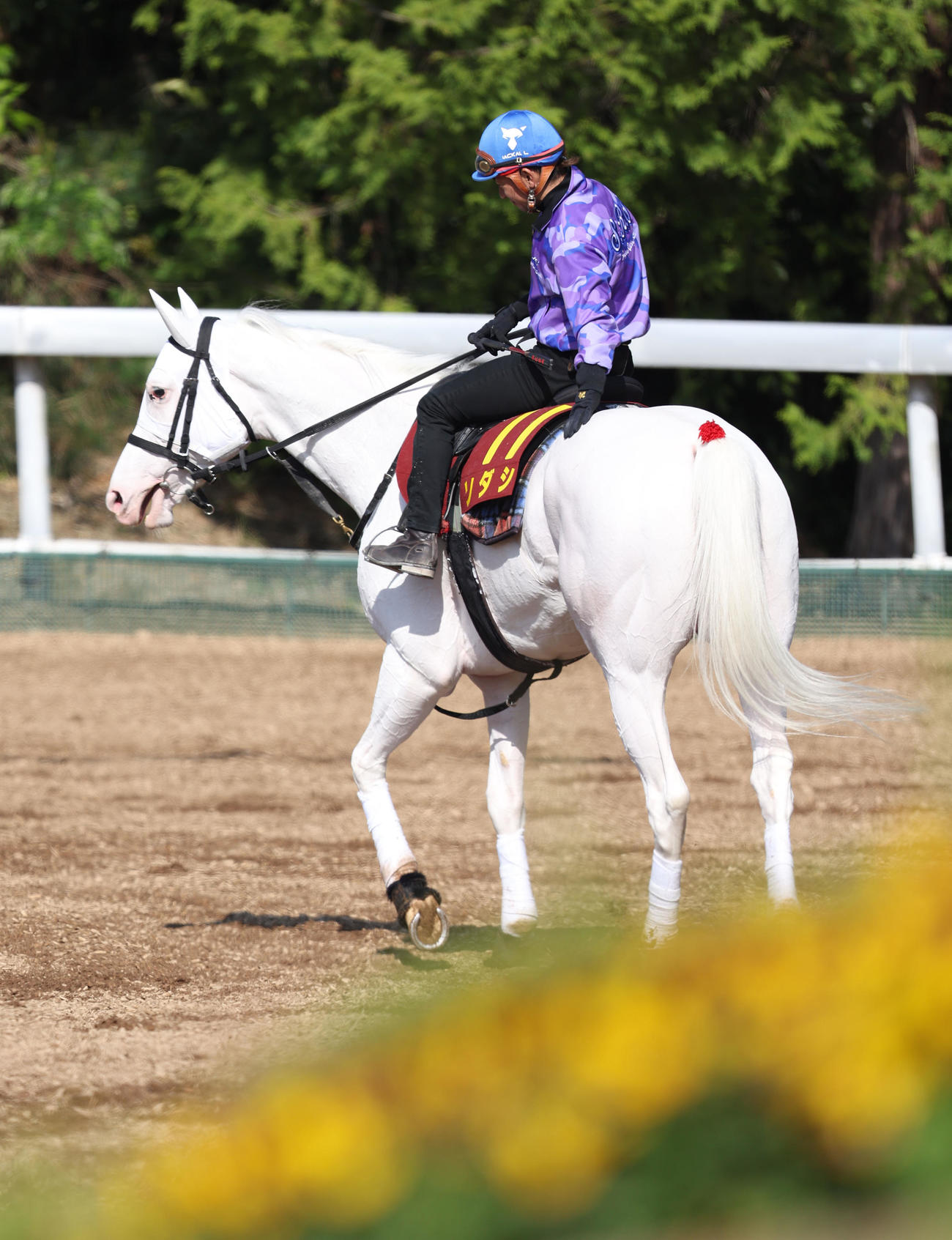 酒井学騎手を背に角馬場で運動するソダシ（撮影・白石智彦）