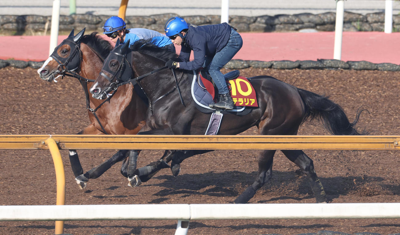 Cウッドにて併せ馬で追い切るステラリア（手前）