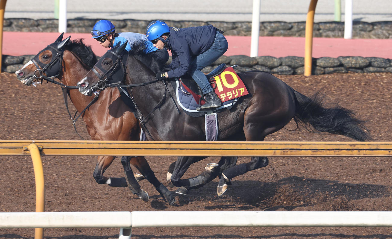 Cウッドにて併せ馬で追い切るステラリア（手前）