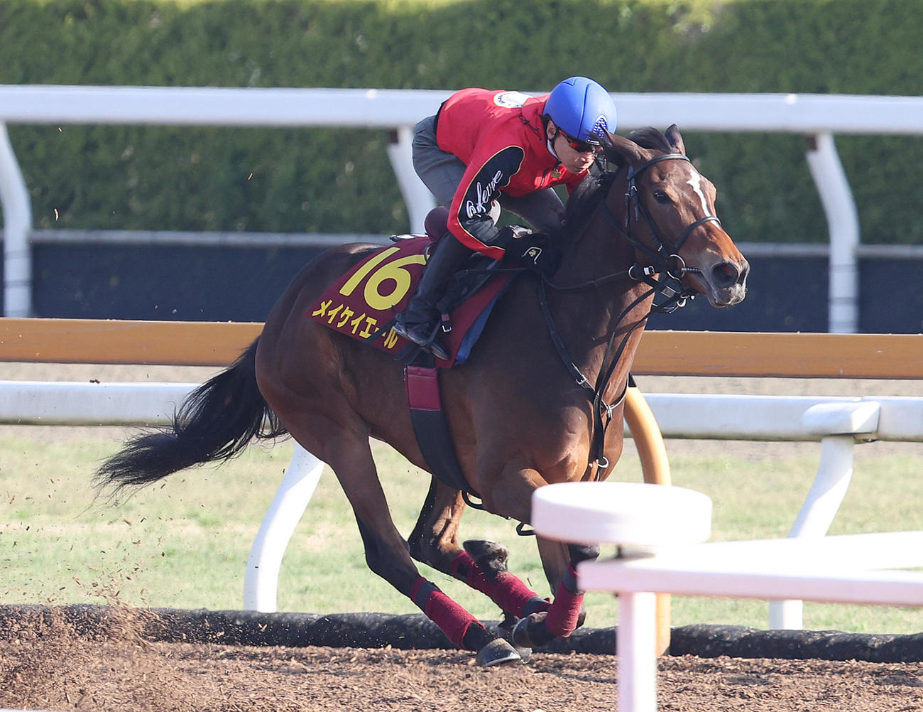 池添騎手を背にCウッドを単走で追い切るメイケイエール（撮影・白石智彦）