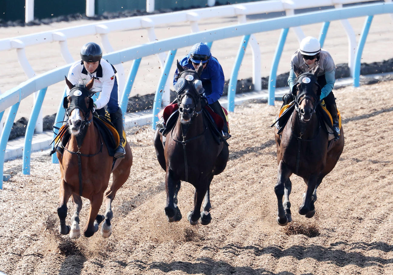 戸崎圭太騎手を背に美浦ウッドで追い切るソングライン（中央）（撮影・鈴木正人）