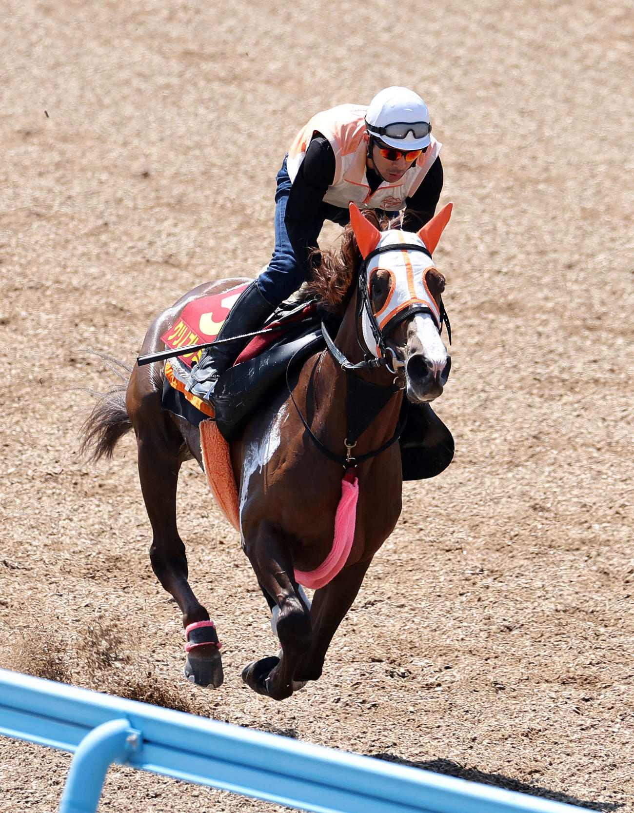 美浦ウッドで追い切るクリノプレミアム（撮影・鈴木正人）
