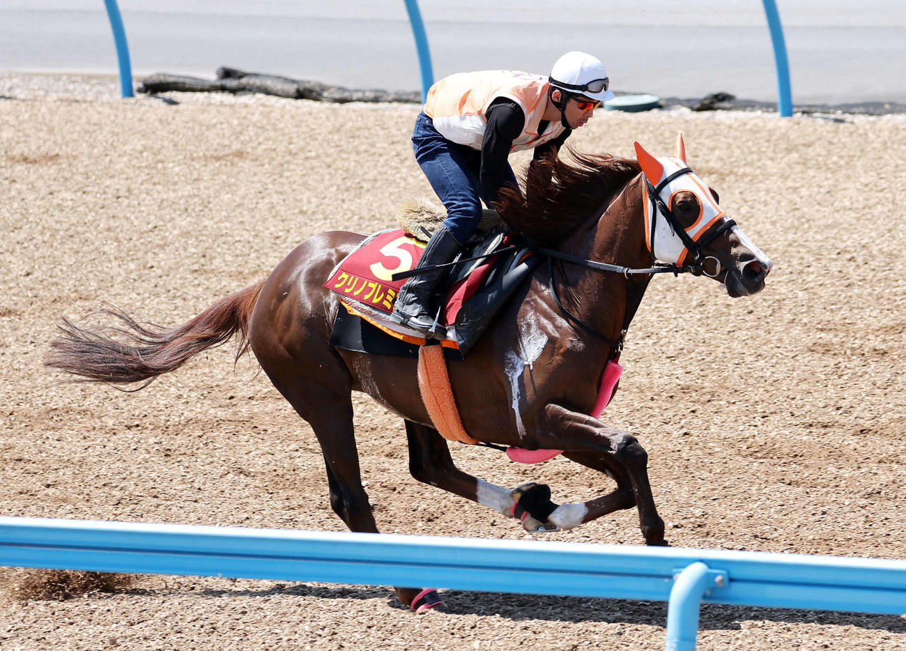 美浦ウッドで追い切るクリノプレミアム（撮影・鈴木正人）