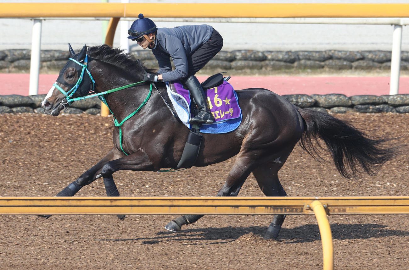 坂井騎手を背にCWコースで追い切るドゥラエレーデ