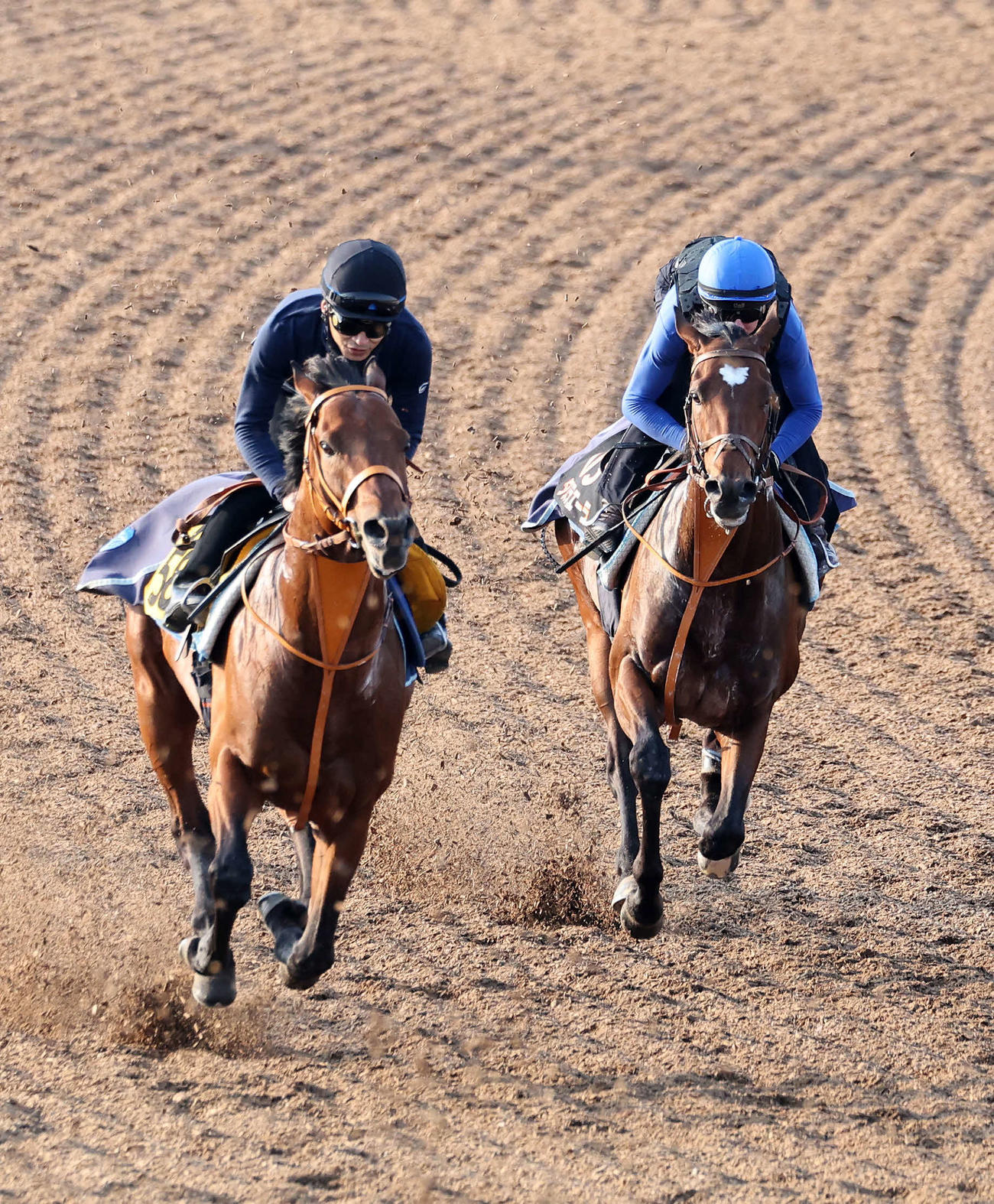 D・レーン騎手を背に美浦ウッドで追い切るタスティエーラ（右）（撮影・鈴木正人）