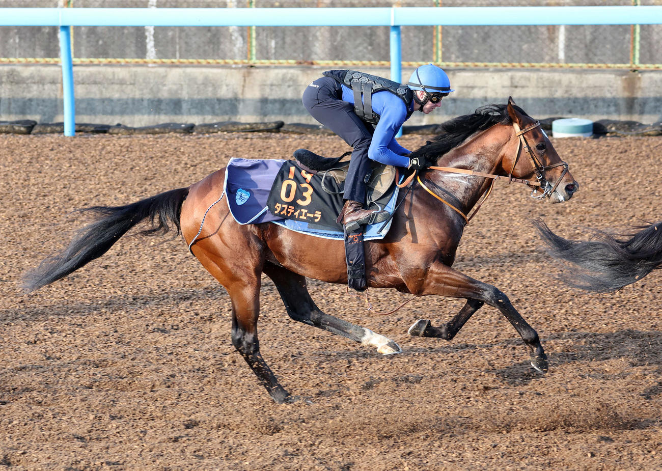 D・レーン騎手を背に美浦ウッドで追い切るタスティエーラ（右）（撮影・鈴木正人）