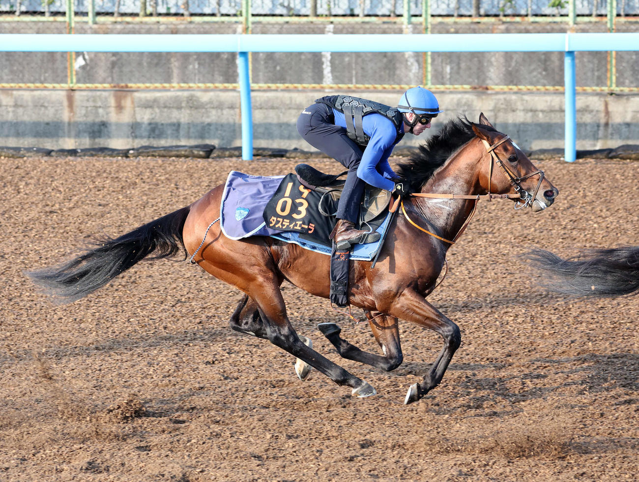 D・レーン騎手を背に美浦ウッドで追い切るタスティエーラ（右）（撮影・鈴木正人）