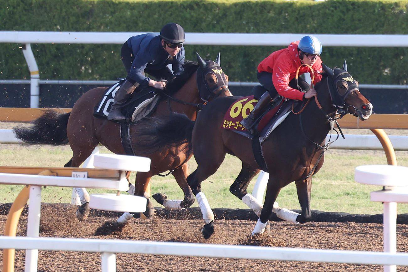 斎藤騎手を背にCウッドをペースセッティング（左）と追い切るミッキーゴージャス（撮影・白石智彦）
