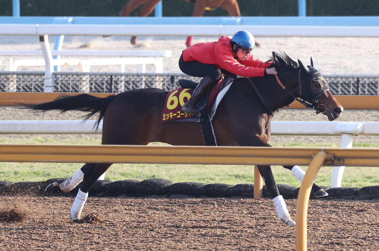 斎藤騎手を背にCウッドを併せ馬で追い切るミッキーゴージャス（撮影・白石智彦）