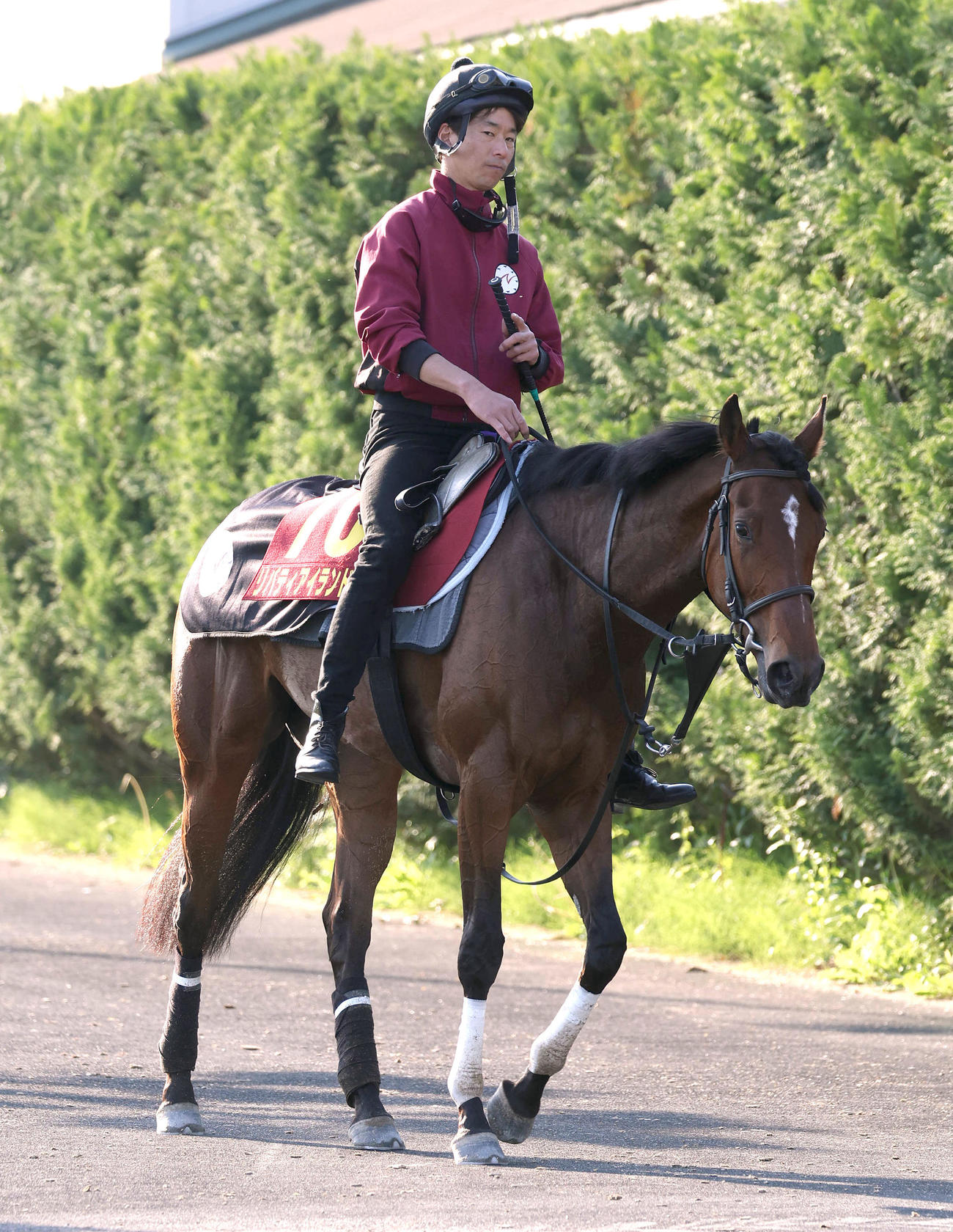厩舎周りで運動するリバティアイランド（撮影・白石智彦）