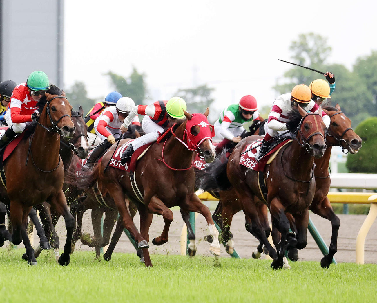 京王杯SC7着に敗れたラウダシオン（右端）（撮影・鈴木正人）
