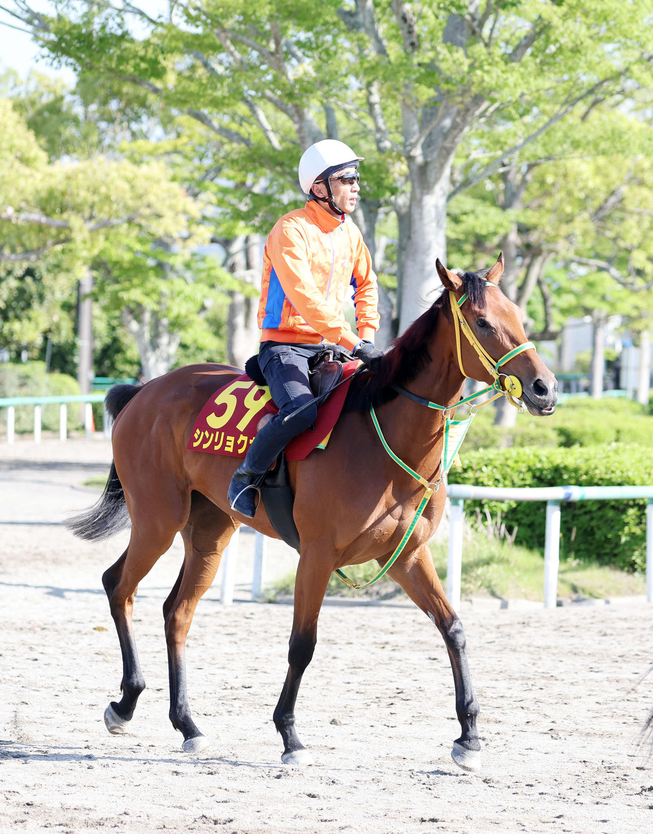 桜花賞組から距離延長が魅力のシンリョクカ
