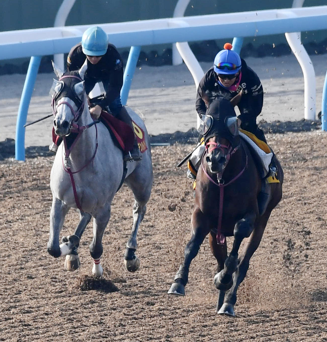 菅原明騎手を背にゴールデンハインド（左）はラヴォラーレと併せて追い切る（撮影・柴田隆二）