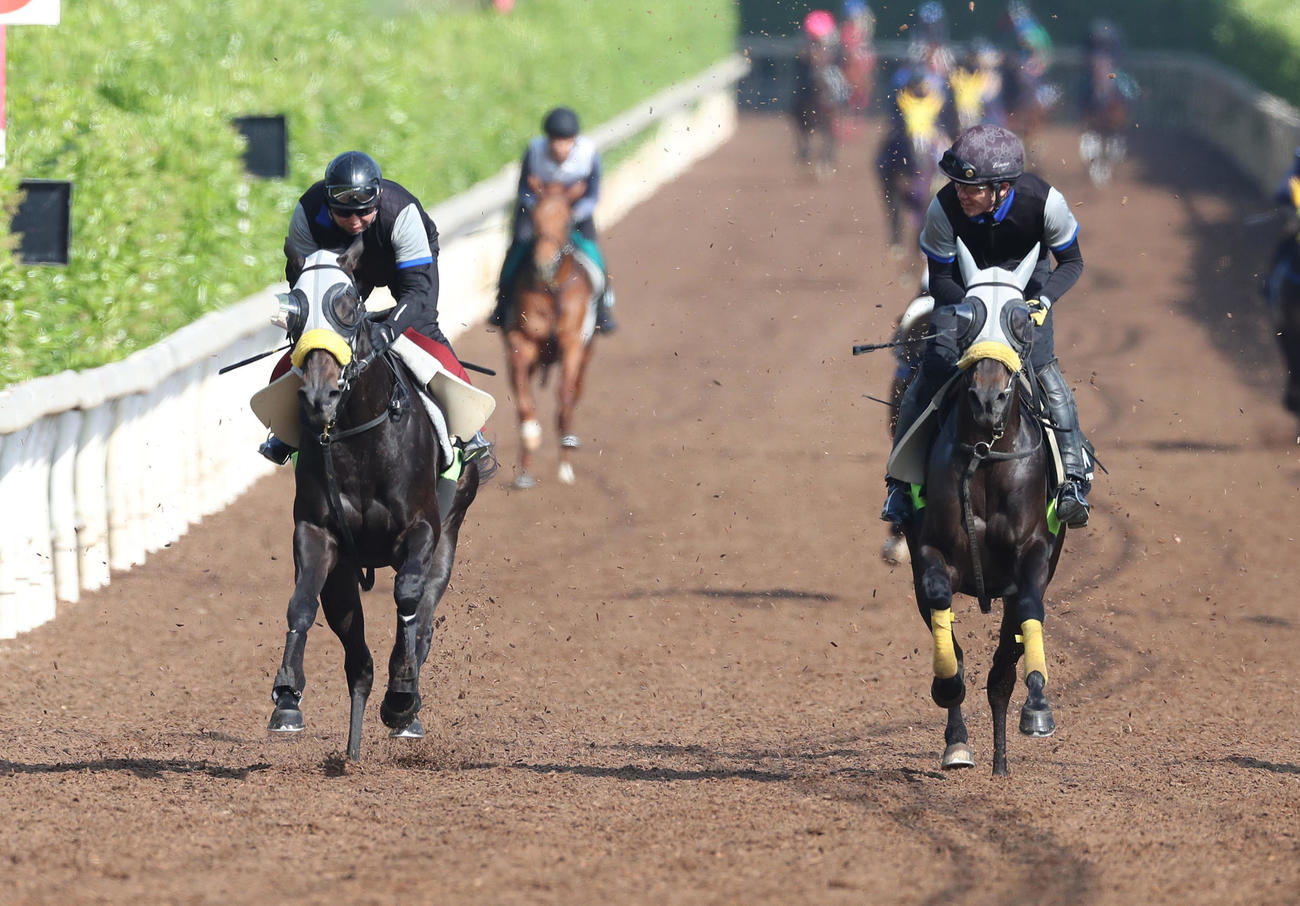 坂路を併せ馬で追い切るコナコースト（左）（撮影・白石智彦）
