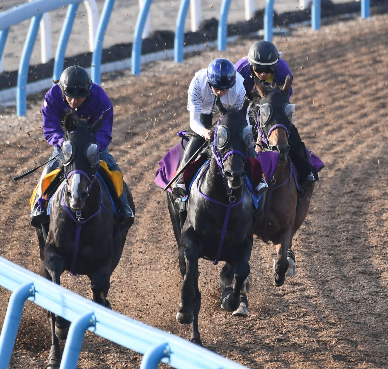 横山武騎手を背にペリファーニア（中央）はトロワシャルム（左）、ムンドエルモソと併せて追い切る（撮影・柴田隆二）
