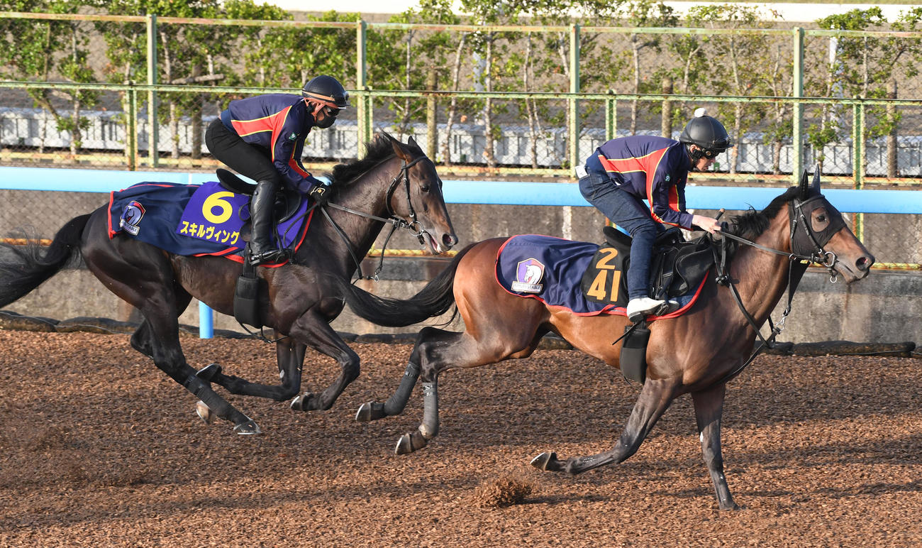 スキルヴィング（左）はオクタヴィアヌスと併せて追い切る（撮影・柴田隆二）