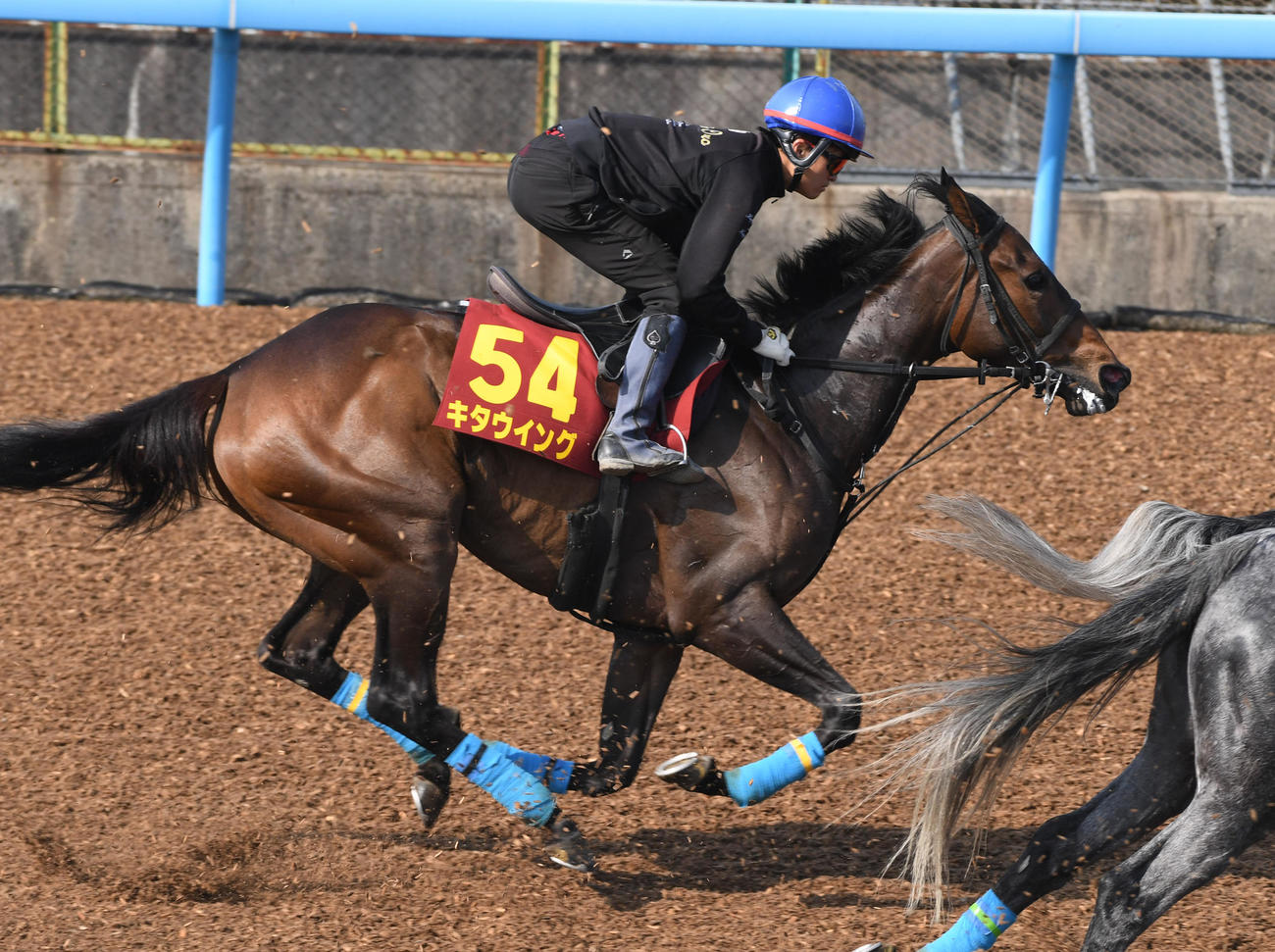 杉原騎手を背にキタウイングはフェミナフォルテ、アルゲンテウスと併せて追い切る（撮影・柴田隆二）