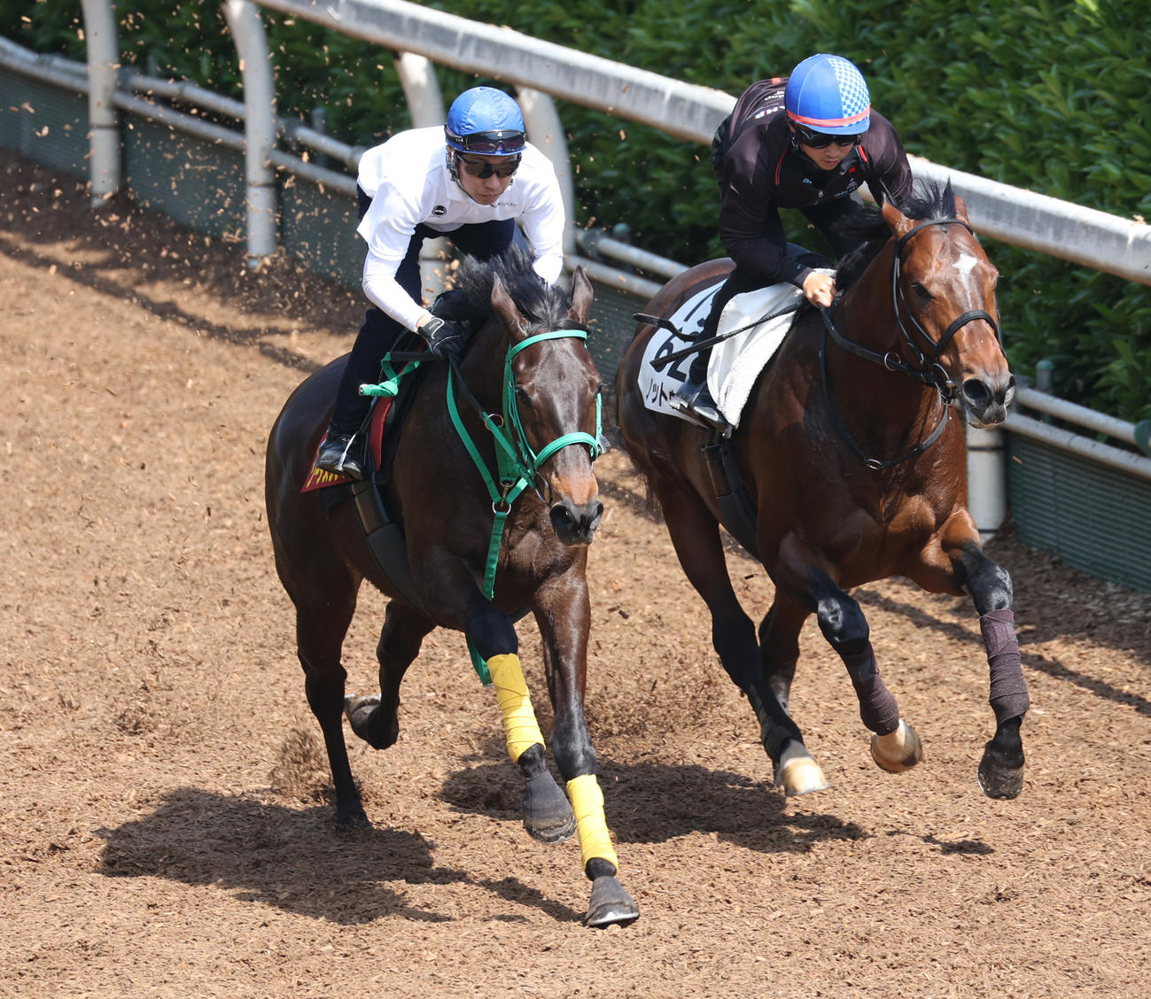 武豊騎手を背に坂路にて併せ馬で追い切るソーダズリング（左）
