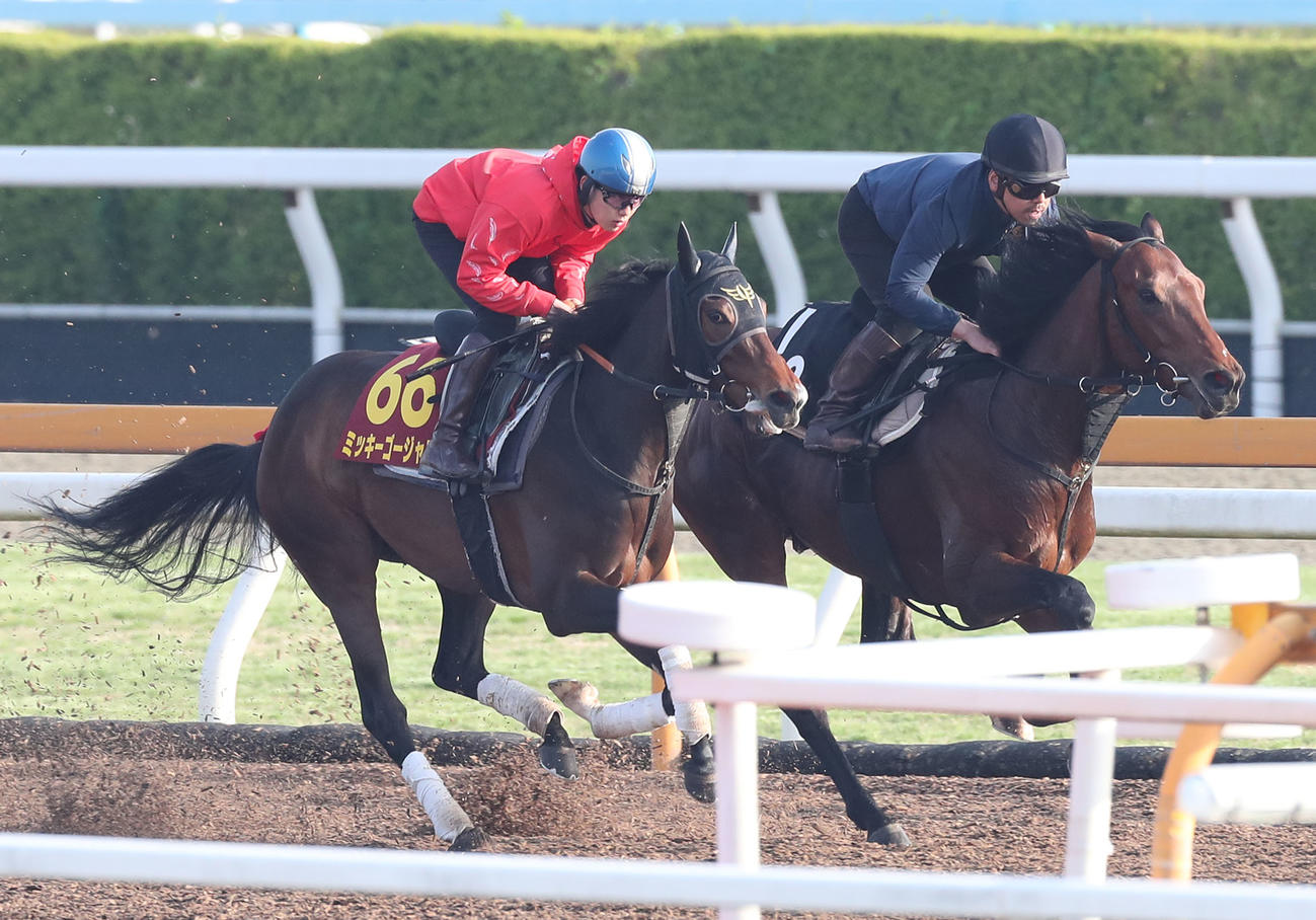 斎藤騎手を背にCウッドをエクロジャイト（右）と併せ馬で追い切るミッキーゴージャス（撮影・白石智彦）