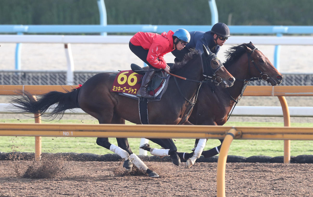 斎藤騎手を背にCウッドをエクロジャイト（右）と併せ馬で追い切るミッキーゴージャス（撮影・白石智彦）