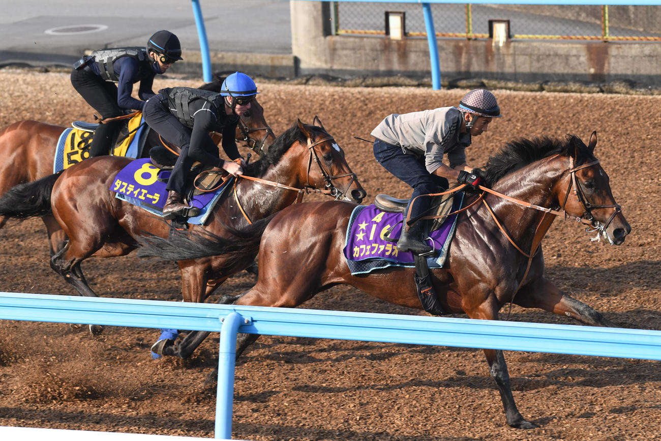 レーン騎手を背にタスティエーラ（中央）はカフェファラオ（右）、ルコルセールと追い切る（撮影・柴田隆二）