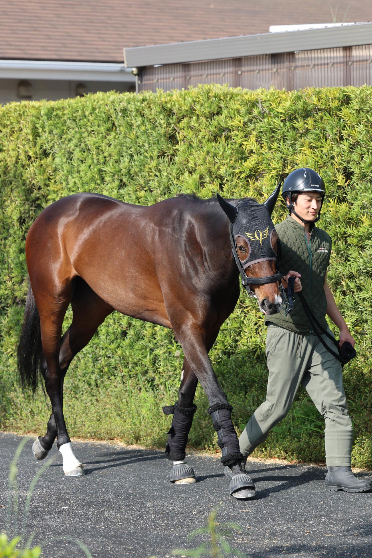 引き運動でリズミカルに歩くミッキーゴージャス