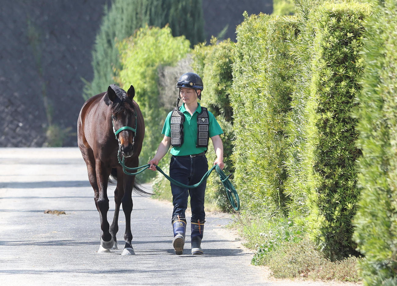 厩舎周りで運動するソーダズリング（撮影・白石智彦）