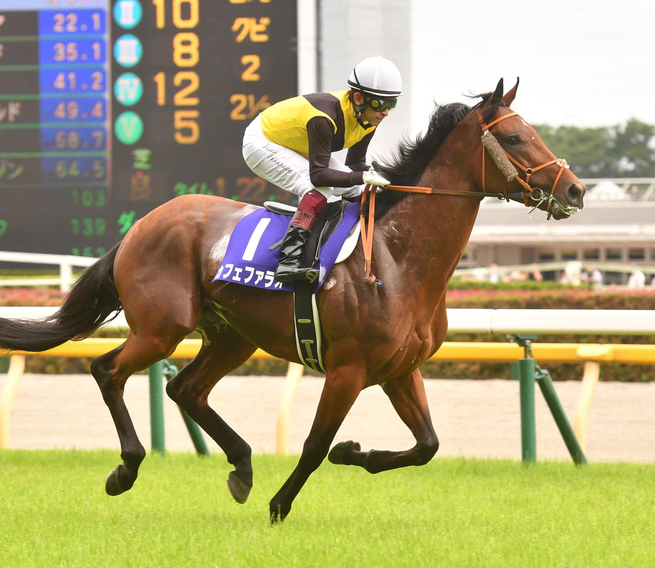 安田記念に出走したカフェファラオ（2022年6月5日撮影）
